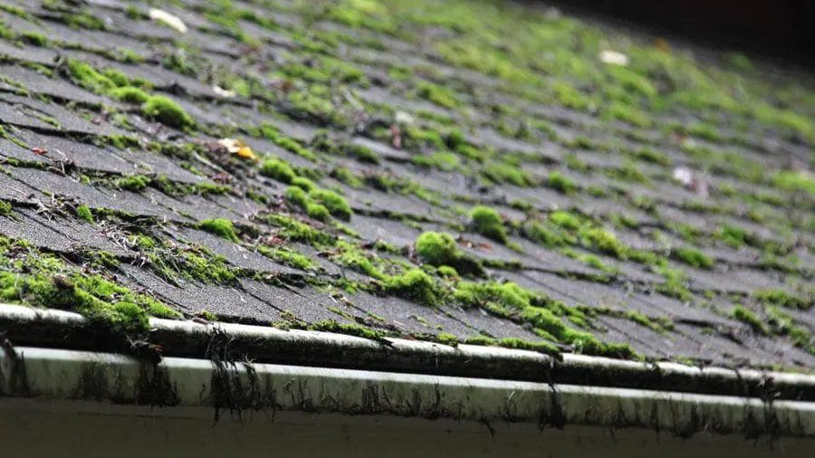 Moss Removal by Rated Roofers & Builders